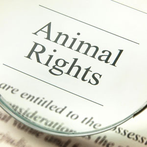 Animal Rights Lawyer In Providence, Rhode Island